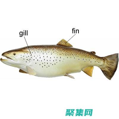 具有特定的窗口