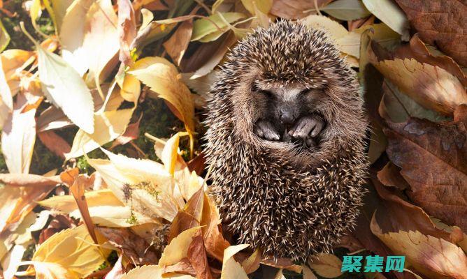 Hibernate 二級(jí)緩存：概念、優(yōu)點(diǎn)和限制 (hibernate)