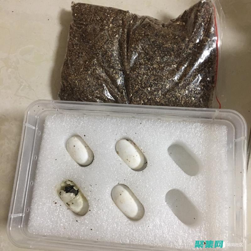 其習性