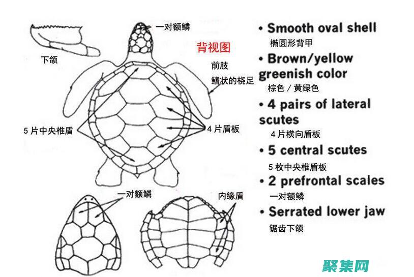 烏龜?shù)倪M化之旅：適應性如何塑造了它們的物種 (烏龜?shù)倪M化之路)