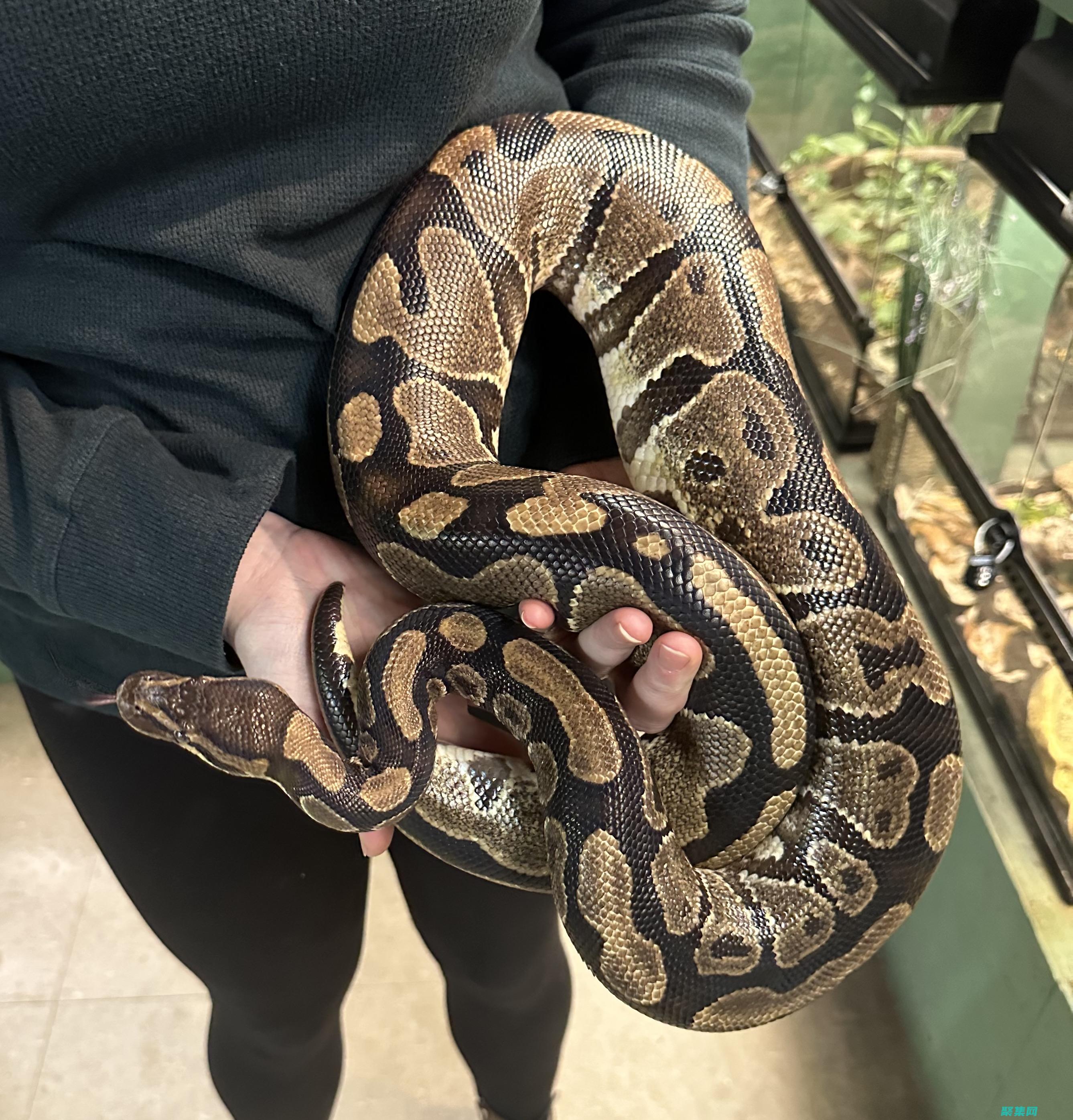 Python split函數(shù)揭秘：揭開分詞的強(qiáng)大功能 (python怎么讀)