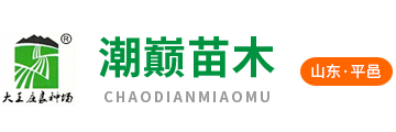 AAAAA-刺梨苗-東北紅豆杉苗-長白山山葡萄苗-長白山軟棗苗-占地大樹苗-三代水果苗