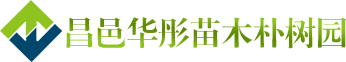 樸樹-櫸樹-濰坊樸樹-河北櫸樹-昌邑樸樹-昌邑櫸樹-天津櫸樹[昌邑華彤苗木樸樹園]