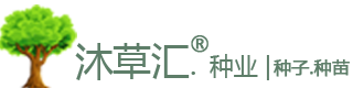 「牧草種子公司」批發(fā)種子 養(yǎng)殖牛羊畜牧專用品種草籽-沐草匯園林網(wǎng)-沭陽縣三點(diǎn)水商貿(mào)有限公司