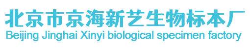 北京市京海新藝生物標本廠