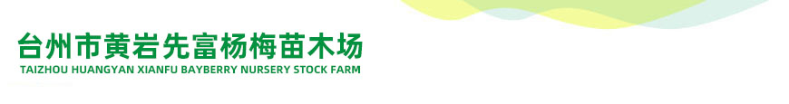 臺州市黃巖先富楊梅苗木場/東魁楊梅苗,白沙枇杷苗,紅美人柑橘苗