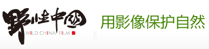 野性中國(guó) · 用影像保護(hù)自然