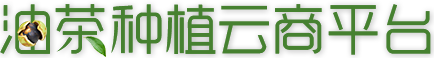 油茶種植云商平臺_重慶油茶種植門戶網(wǎng)站_重慶油茶種植_重慶油茶銷售_重慶油茶批發(fā)_重慶油茶訂購_酉陽油茶種植技術