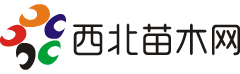 西北苗木網(wǎng)--苗木求購(gòu)|綠化苗木價(jià)格|陜西苗木