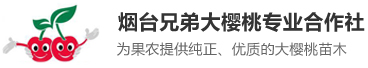 煙臺大櫻桃,煙臺大櫻桃樹苗,煙臺大櫻桃苗木合作社,煙臺兄弟大櫻桃專業(yè)合作社