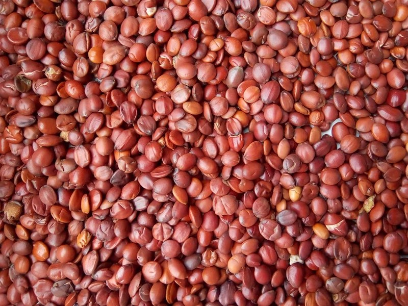 優質酸棗仁產地供應商 - 酸棗仁加工廠直供