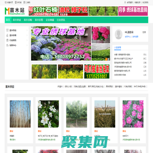 苗木站_苗木求購(gòu)信息|苗木供應(yīng)信息|綠化苗木價(jià)格_第一苗木站_專業(yè)苗木網(wǎng)站