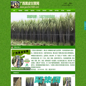 廣西黑皮甘蔗網(wǎng)