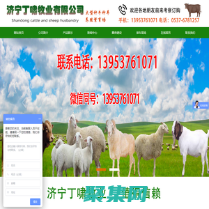 濟寧丁嘯牧業(yè)有限公司-黃牛 小尾寒羊 肉牛羊調(diào)撥 肉牛 肉羊 種兔 獺兔 肉兔  西門塔爾  夏洛萊牛 利木贊牛 波爾山羊