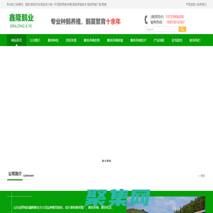 鵝苗,鵝苗批發(fā),鵝苗價格,鵝苗技術(shù),山東鄆城鑫隆鵝業(yè)鵝苗孵化場